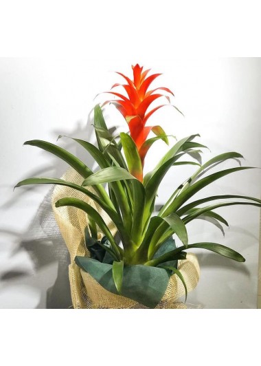 Guzmania saksı çiçeğim